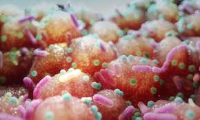 Antibiotic emergency ‘could claim 40 million lives in next 25 years