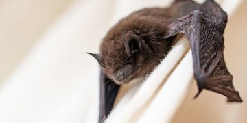 Scientists identify new coronavirus in bats