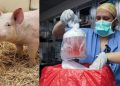Chinese surgeons successfully transplant pig liver into human