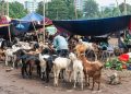 Crackdown on illegal cattle markets launched in Karachi