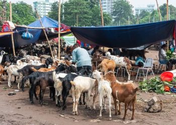 Crackdown on illegal cattle markets launched in Karachi