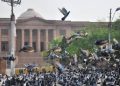 Pigeon-linked lung disease cases spike in Karachi