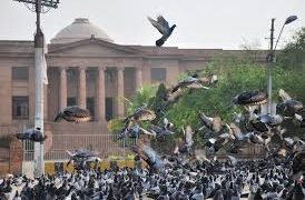 Pigeon-linked lung disease cases spike in Karachi