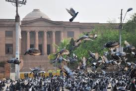 Pigeon-linked lung disease cases spike in Karachi