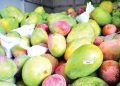 Chemically ripened mangoes can cause gastrointestinal discomfort