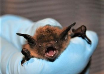 Australian man dies from rare bat bite virus