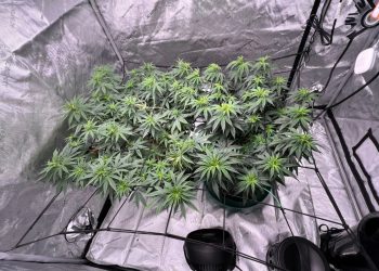 Karachi: Man arrested for cultivating weed in home