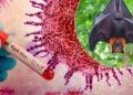 India reports two Nipah virus infections as Thailand, Malaysia step up screening