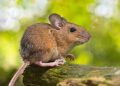 Mouse study shows repeated cloning causes grave genetic mutations