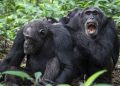 Scientists stunned as chimpanzees turn on friends in killing spree